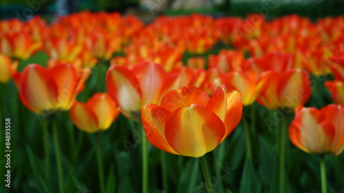 Naklejka Tulips Field