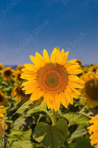Fototapeta słońce słonecznik lato ukraina niebo