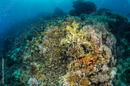 Obraz na płótnie egipt rafa ryba podwodne koral
