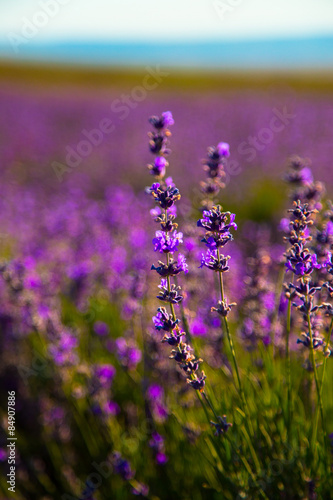 Naklejka Lavender Flowers