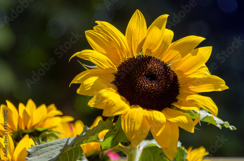 Fototapeta lato kwiat ładny słońce