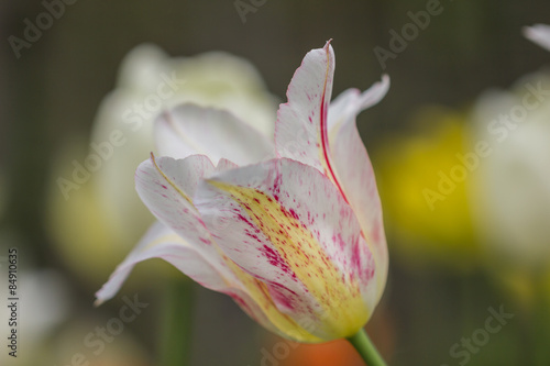 Fototapeta natura tulipan ogród