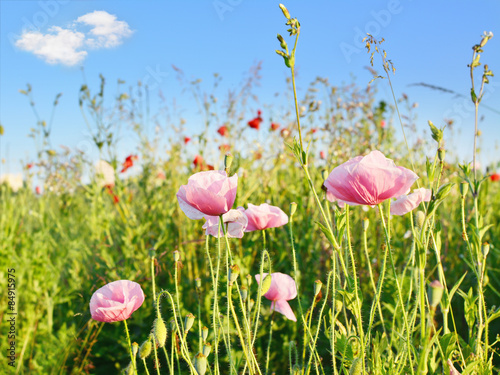 Fototapeta trawa lato łąka kwiat niebo