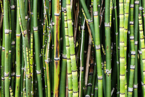Fotoroleta roślina natura bambus drewno poziomy