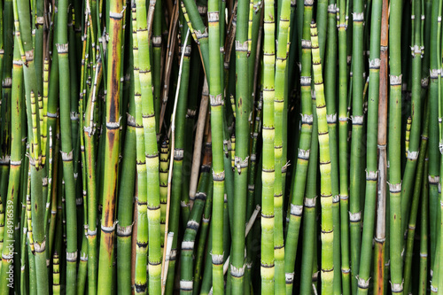 Fototapeta natura bambus roślina