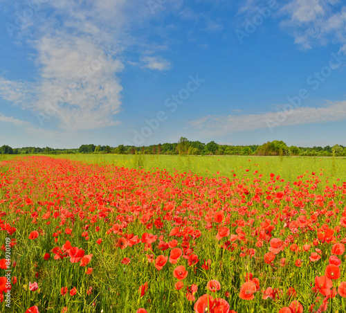 Fotoroleta wieś pejzaż kwiat wiejski mak