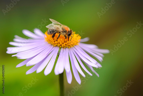 Obraz na płótnie natura lato pyłek ogród roślina