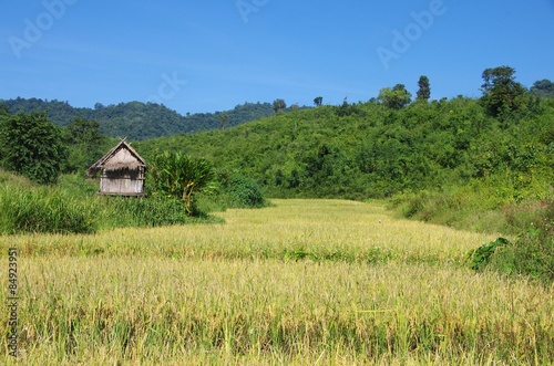 Fotoroleta wzgórze łąka wiejski azja natura
