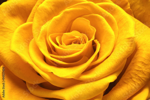 Obraz na płótnie roślina obraz ładny kwiat żółty