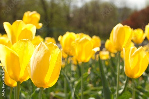 Fotoroleta tulipan roślina natura kwiat