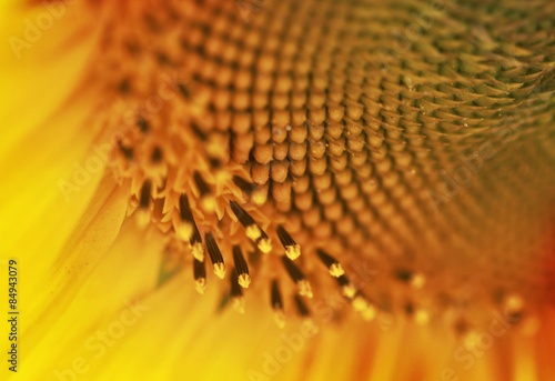 Fototapeta słonecznik kwiat natura słońce