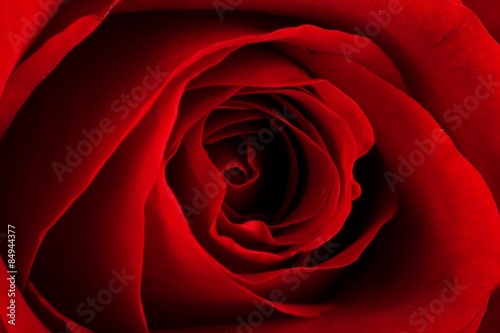 Obraz na płótnie kwiat miłość tło makro rose