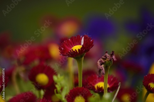 Obraz na płótnie kwiat kwiecisty uschłą kolor sprężyna