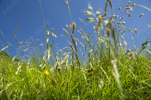 Obraz na płótnie pole łąka wiejski świeży