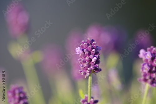 Naklejka kwiat ogród lawenda fioletowy magenta