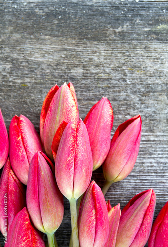 Fotoroleta kwiat świeży tulipan stary