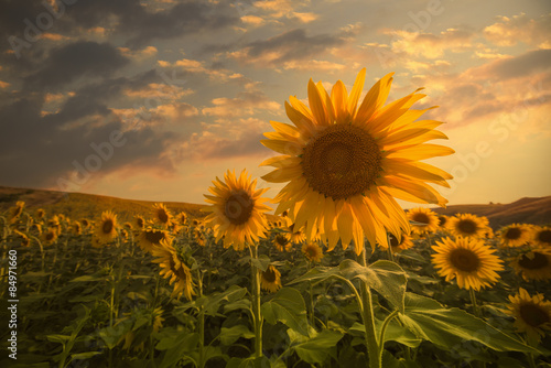 Fototapeta kwiat lato słonecznik olej rolnictwo