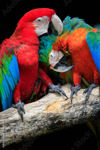 Fototapeta Dwie papugi na gałęzi