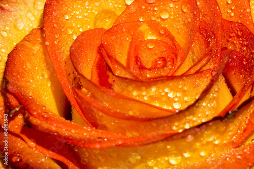 Obraz na płótnie natura kwiat woda rosa świeży