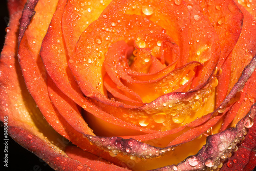 Fototapeta kwiat woda rosa natura świeży