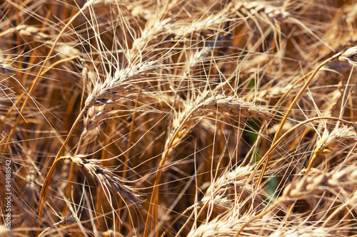 Fotoroleta pszenica jedzenie pole słoma wzór