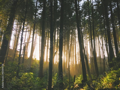 Fototapeta Poranek w mglistym lesie