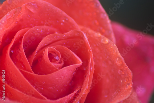 Fototapeta kwiat rosa natura