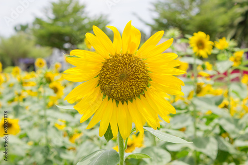 Fotoroleta kwiat słonecznik ogród roślina