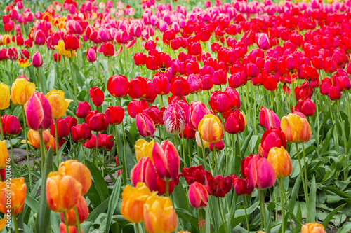 Plakat tulipan piękny ogród