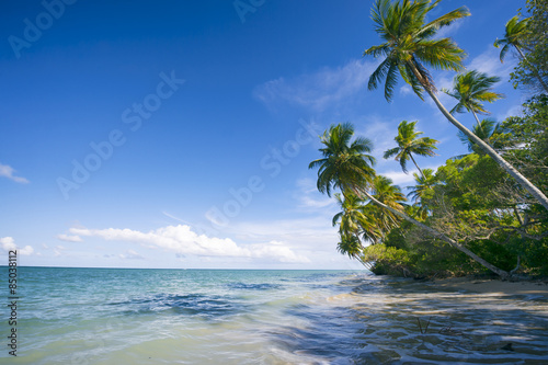 Fototapeta palma woda brazylia tropikalny plaża