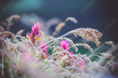 Fototapeta kwiat roślina trawa fiołek kolor