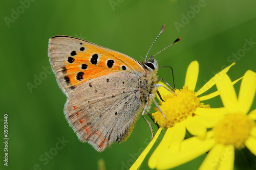 Obraz na płótnie dziki roślina motyl kwiat zwierzę