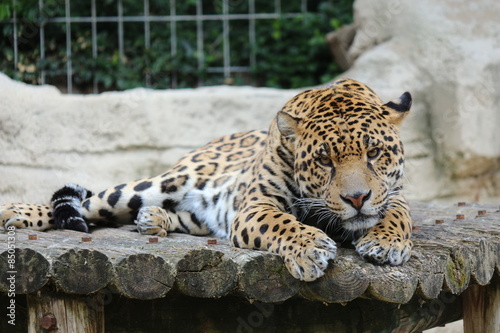 Fototapeta jaguar felino   