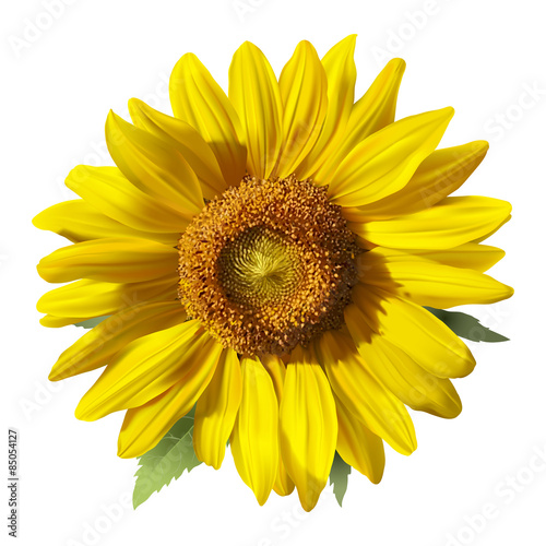 Obraz na płótnie rolnictwo wzór kwiat słonecznik jedzenie