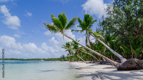 Fotoroleta drzewa karaiby plaża niebo
