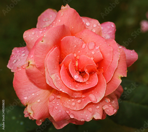 Fototapeta roślina ogród rosa kwiat