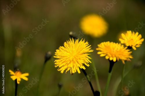 Fototapeta trawa mniszek kwiat zielony żółty