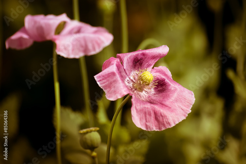 Fotoroleta łąka natura kwiat