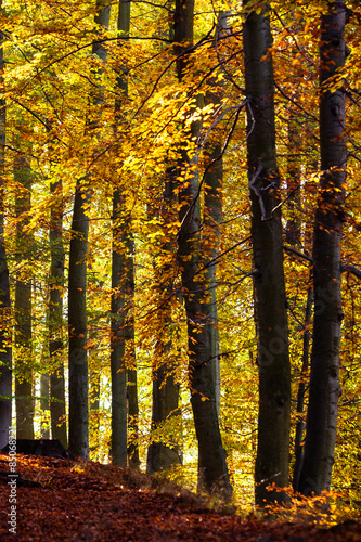 Fototapeta las natura pejzaż park drzewa