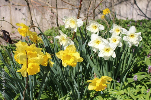 Obraz na płótnie Yellow and white Narcissus flowers (Narcissus Pseudonarcissus) in Innsbruck, Austria
