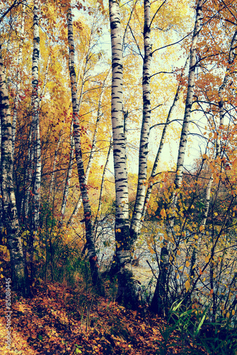Fototapeta brzoza brzeg jesień