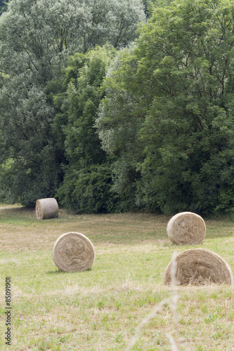 Fotoroleta wiejski natura trawa lato