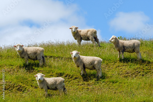 Fototapeta trawa zwierzę owca wyspa południowa rasa