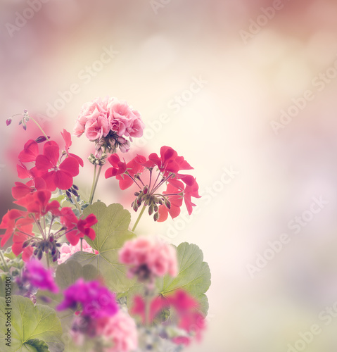 Obraz na płótnie pąk ogród kwiat