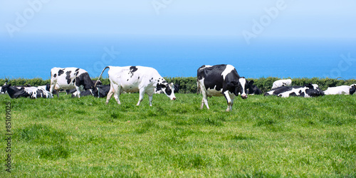 Obraz na płótnie pejzaż krowa pole stado bydło