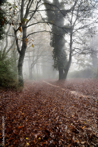 Naklejka jesień ścieżka las podrobiony