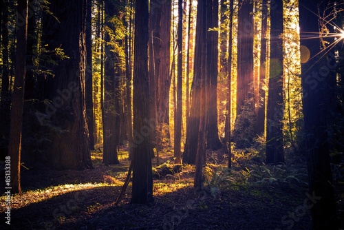 Fotoroleta las roślina drzewa kalifornia
