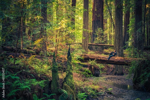Obraz na płótnie las mężczyzna kalifornia lato słońce