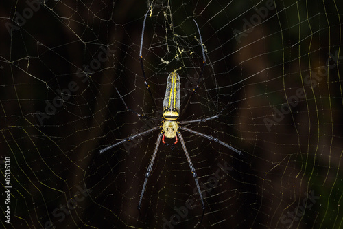 Fototapeta dziki zwierzę fauna pająk