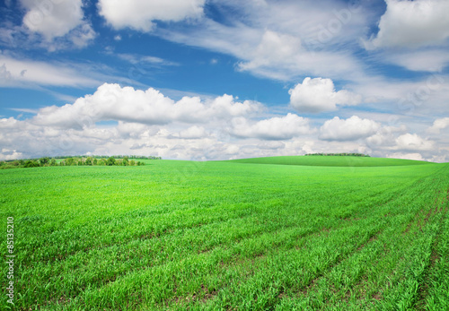 Fototapeta rolnictwo łąka niebo